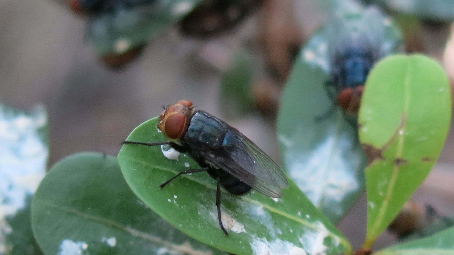 Closeup of an adult New World screwworm fly on a leaf, showing the orange eyes and metallic blue-green body characteristic of the species